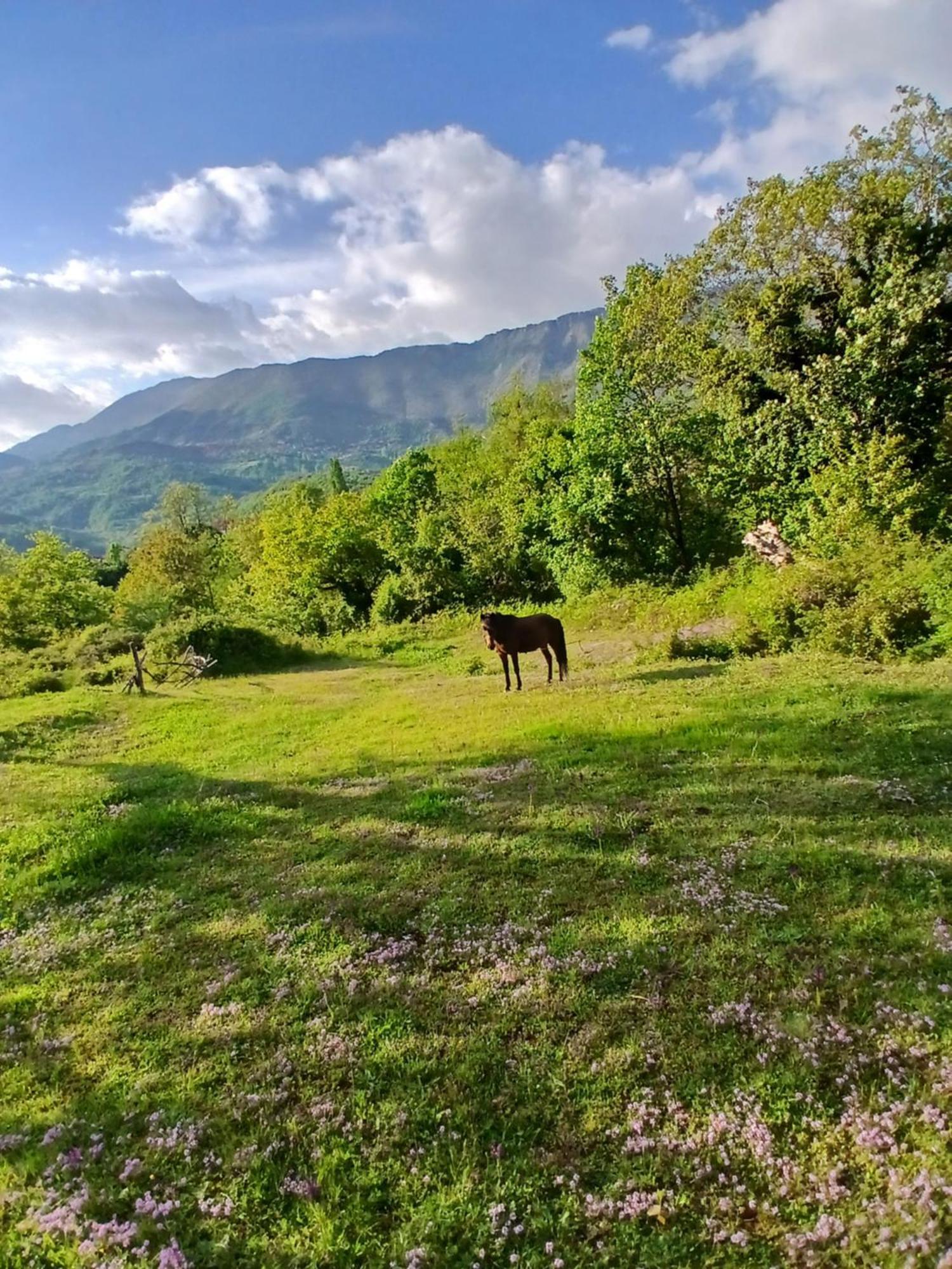 Bujtina Tusha Ξενοδοχείο Priska e Madhe Εξωτερικό φωτογραφία